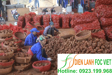 kho lạnh bảo quản khoai tây giống