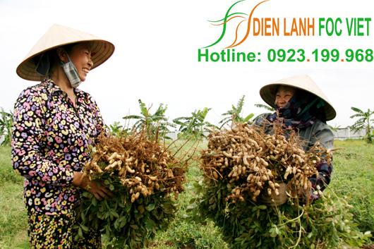 bảo quản lạc giống