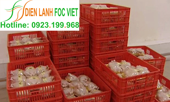 lắp đặt kho lạnh bảo quản thịt gà, bảo quản thịt lợn, bảo quản thịt bò,