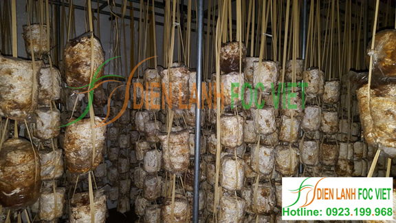 lắp đặt kho lạnh bảo quản nấm