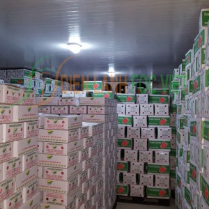 kho lạnh bảo quản cà rốt tươi lâu 6 tháng