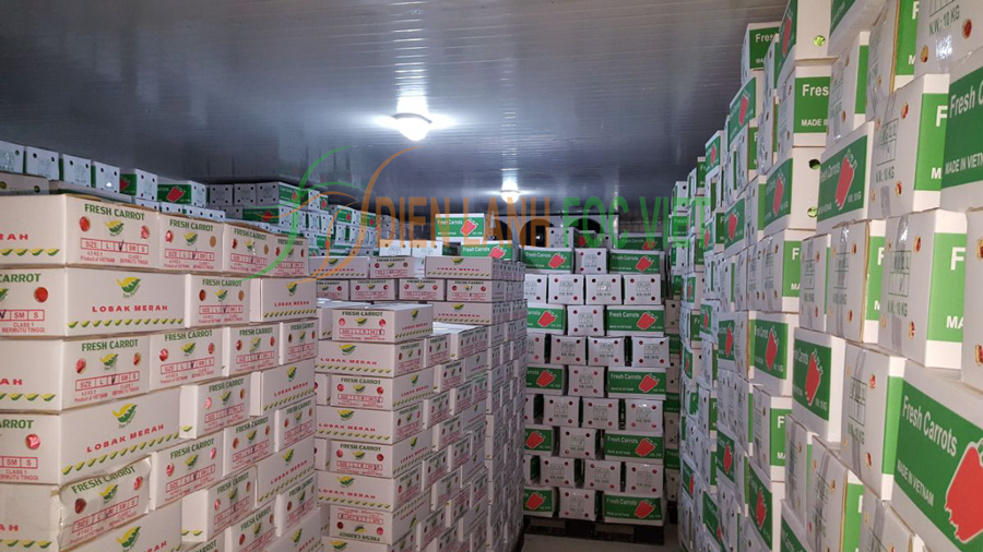 kho lạnh bảo quản cà rốt tươi lâu 6 tháng