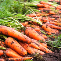 kho lạnh bảo quản cà rốt tươi lâu 6 tháng