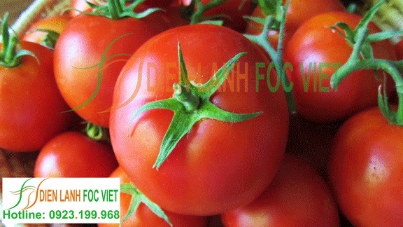 Bảo quản trái cây tươi lâu