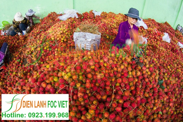Bảo quản trái cây tươi lâu